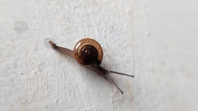 macro bush snail or Asian tramp snail (Bradybaena similaris)