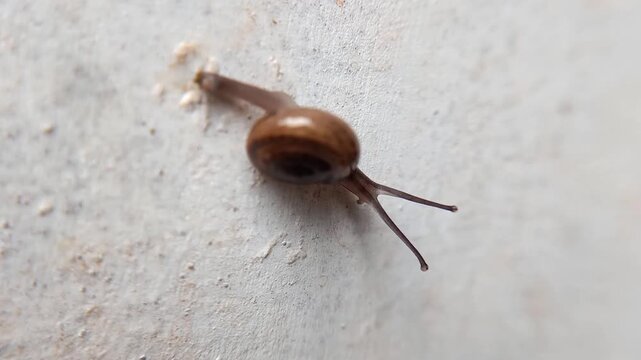 macro bush snail or Asian tramp snail (Bradybaena similaris)