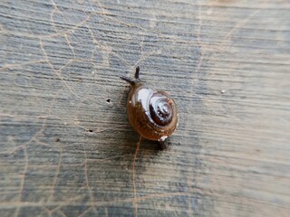 macro bush snail or Asian tramp snail (Bradybaena similaris)
