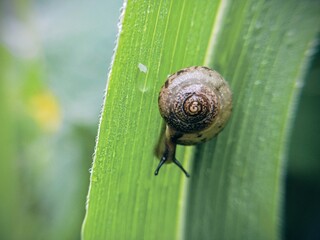 macro bush snail or Asian tramp snail (Bradybaena similaris)