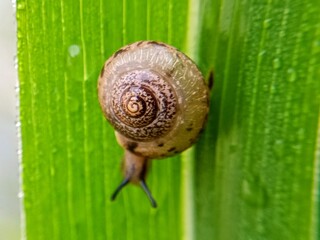 macro bush snail or Asian tramp snail (Bradybaena similaris)