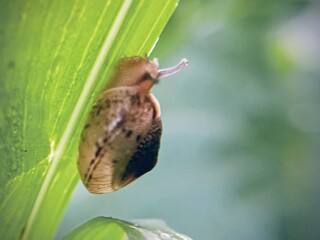 macro bush snail or Asian tramp snail (Bradybaena similaris)
