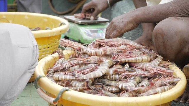 Unraveling the Mysteries of the Indian Shrimp Market