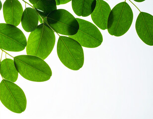 Obraz premium Luminous Green Leaves Arching Gracefully Across a Pure White Background.