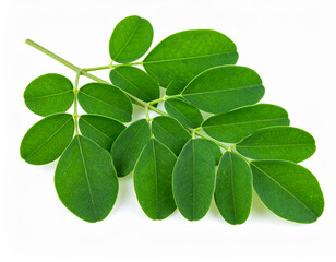 Vibrant Moringa Leaves - Fresh Green Foliage on White Background, Studio Shot.