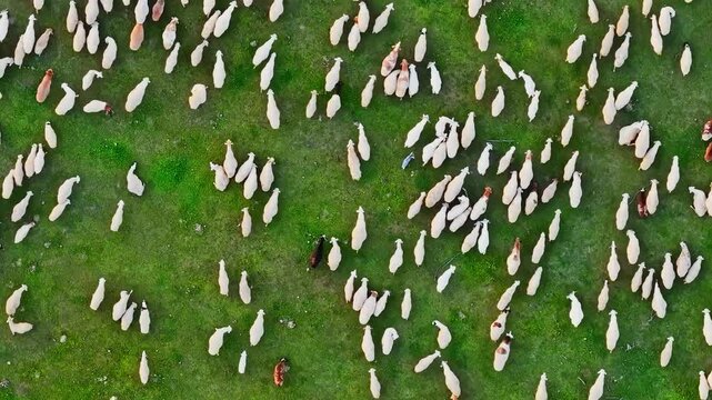 Sheep grazing on the grassland