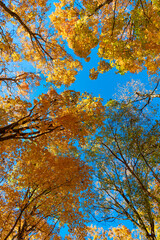 Fototapeta premium Autumnal season nature. Bright color fall. Nice day in autumn. Autumn season. Fall leaves change color. Nature fall weather. Seasonal forest. Natural fallen leaves. Autumnal leaves on tree