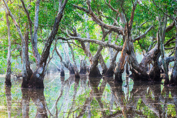 Obraz premium Flooded mangrove forest with twisted trees standing in still water creating perfect reflections. Dense green canopy and natural wetland ecosystem showing tropical swamp landscape with lush foliage an