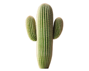 Columnar Cactus With Multiple Arms Against A Black Background