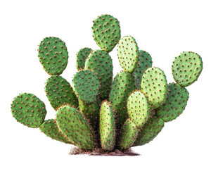 Prickly Pear Cactus Plant Isolated on White Background Natural Green Outdoors