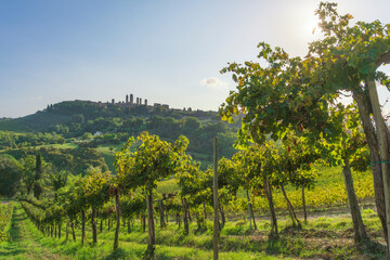 Obraz premium San Gimignano Towers landscape framed by Tuscan Vineyards, Italy