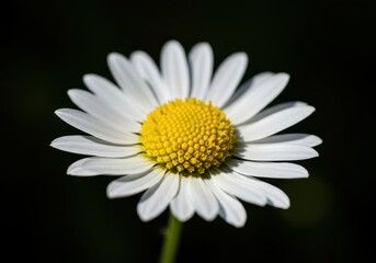 A vibrant macro photograph capturing the delicate white petals and bright yellow center of a single common daisy in sunlight, botany, delicate, traditional