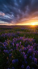 Fototapeta premium Brilliant golden hour light illuminates a sweeping meadow covered in vibrant violet-blue wildflowers under a stunning, colorful evening sky ,colorful ,evening ,sky