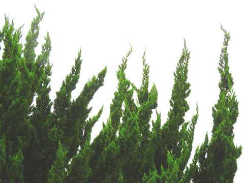 カイヅカイブキ