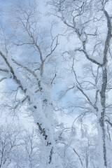 冬のオロフレ峠