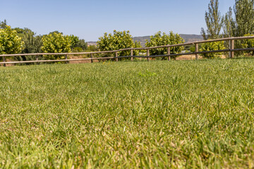 Summer landscape with a green lawn and a wooden fence in foreground