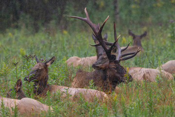 Elk herd in the rain