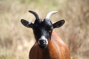 animal cabra doméstica - Capra aegagrus hircus