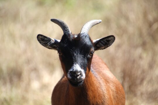 animal cabra dom&eacute;stica - Capra aegagrus hircus