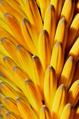 Obraz premium Abstract image of the Aloe Ferox flower