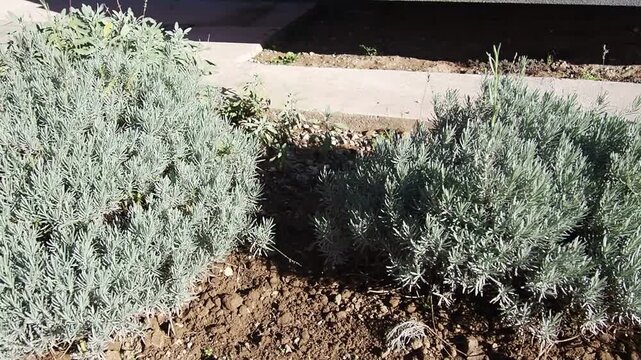 Lavandula, common name lavender, genus of species of perennial flowering plants in the sage family, Lamiaceae. A lavender bed in a botanical garden. It is used in cooking, aromatherapy, and cosmetics