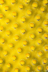 Close-up of a cactus oputnia microdasys. Macro image of the spikes of a cactus.
