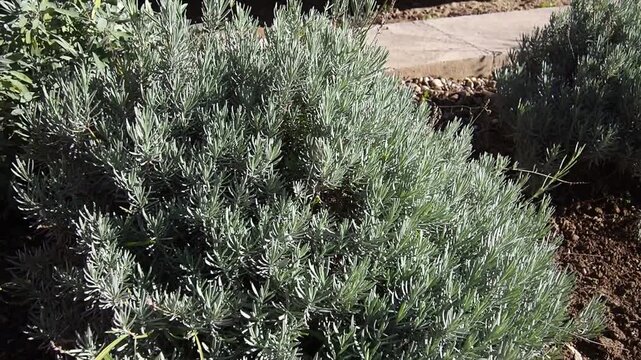 Lavandula, common name lavender, genus of species of perennial flowering plants in the sage family, Lamiaceae. A lavender bed in a botanical garden. It is used in cooking, aromatherapy, and cosmetics