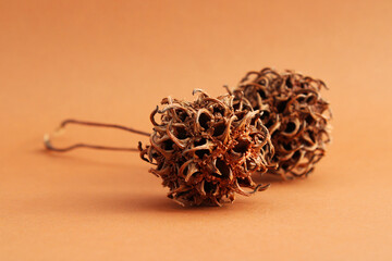 Two dried sweetgum fruits on a warm background