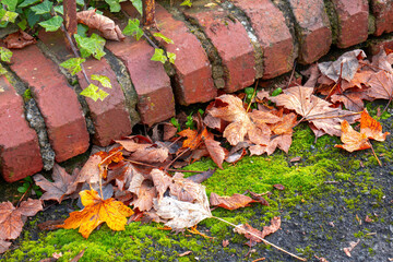 Autumn Leaves on Mossy Brick Curb