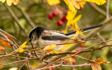 Long tailed tit. Delightful little British bird. Always active amongst the hedges.