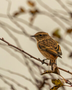 Stonechat. British wild bird amongst the autumn or fall hedges. 