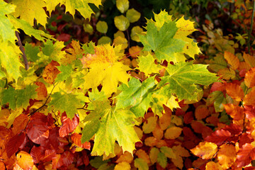 autumn leaves close-up