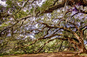 Southern live oak trees in New Orleans City Park in New Orleans Louisiana
