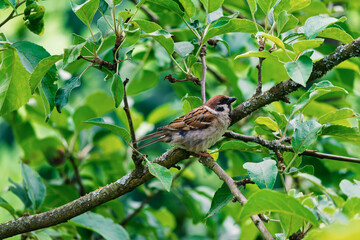 A small sparrow with brown plumage perches on a wooden branch amidst lush green leaves.