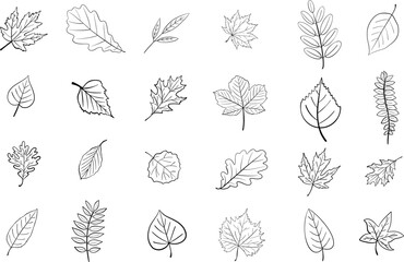 Tree leaves line contour vector botanical illustration isolated on white background