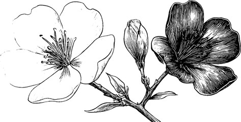 Naklejka premium Vintage floral illustration with blooming and dried flowers for design and decor