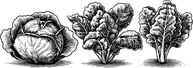 Vegetable collection with lettuce, spinach leaves, kale branches engraving design for cards or posters