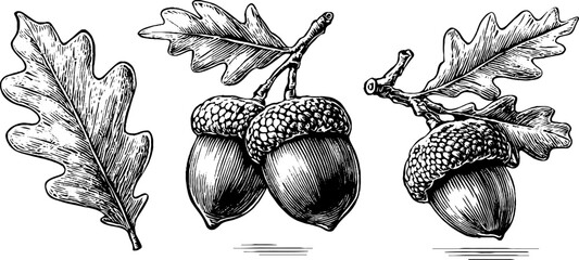 Vintage oak leaf and acorn cluster illustrations for retro design projects