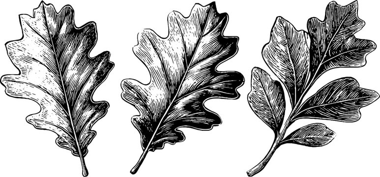 Vintage engraving style oak leaf and olive branch set for design and decoration