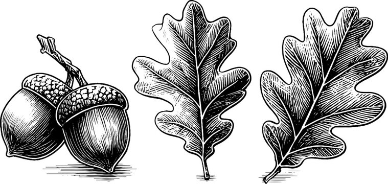 Vintage oak leaf and acorn set for retro design and decoration