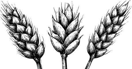 Obraz premium Vintage engraving of wheat, barley, and oat spikes - agricultural design for print or poster
