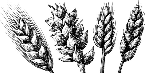 Obraz premium Vintage engraving style oat head, barley ear, wheat spike set for retro design