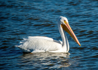 American White Pelican floating on the water.