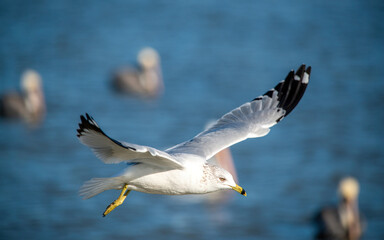 Seagull flying over Fort Anahuac in Texas