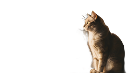 Sunlit cat sits alertly side profile