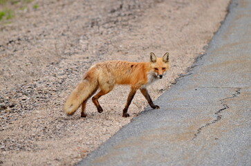 Red fox crossing a highway in Algonquin Park, Ontario, Canada.