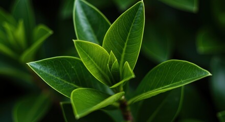Fototapeta premium Close up of vibrant green foliage showing healthy growth and natural beauty. Detailed texture of fresh leaves flourishing in bright daylight ,healthy, flora, outdoor