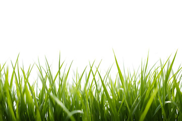 Fototapeta premium Green grass isolated on white background.