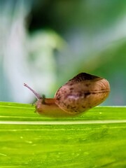 macro bush snail or Asian tramp snail (Bradybaena similaris)