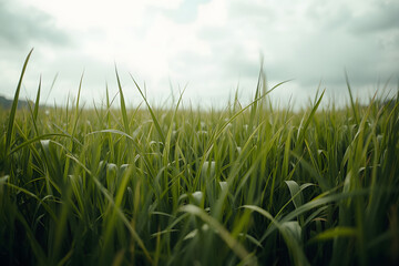 Obraz premium Natural green grass background texture